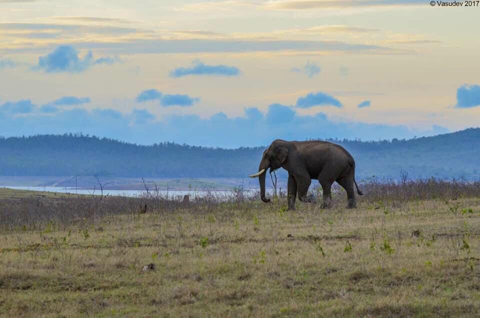 Bhadra Tiger Reserve Bhadra Tiger Reserve Karnataka