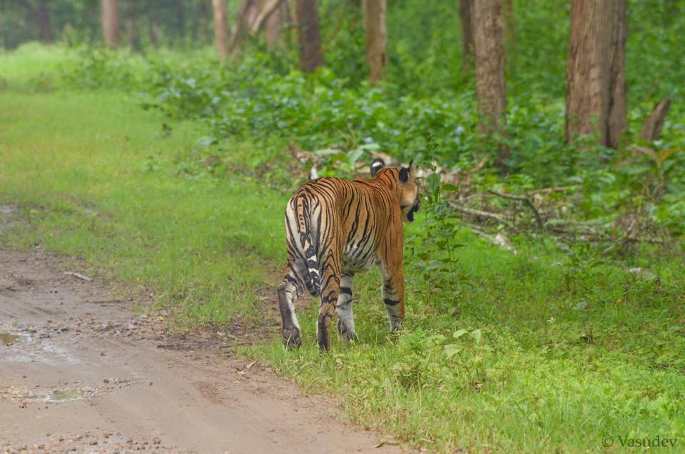 Nagarhole Tiger Reserve, Karnataka Nagarhole Tiger Reserve, Karnataka