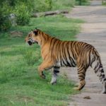 Tiger Reserve Karnataka