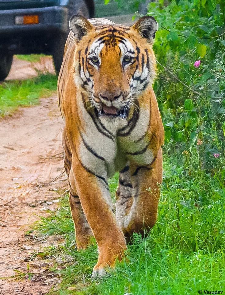 Bandipur Tiger Reserve Tiger Reserve, Karnataka