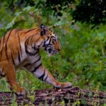 Tiger Reserve in Maharashtra