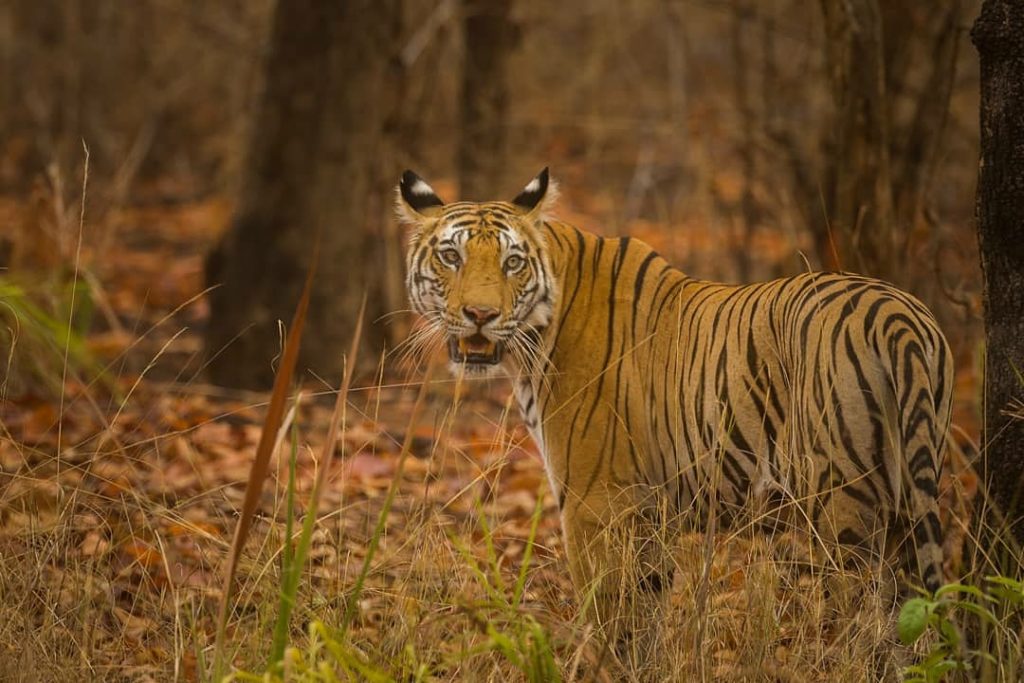 Bandhavgarh-Tiger-Safari Tiger Safari Bandhavgarh