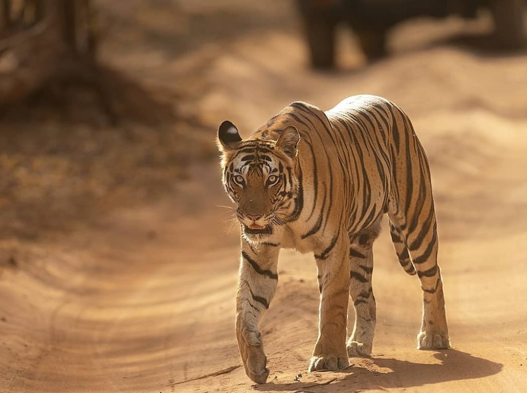 Bandhavgarh-Tiger-Reserve Bandhavgarh Tiger Reserve