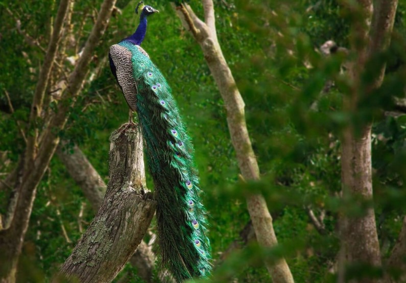 Bandipur National Park and Tiger Reserve