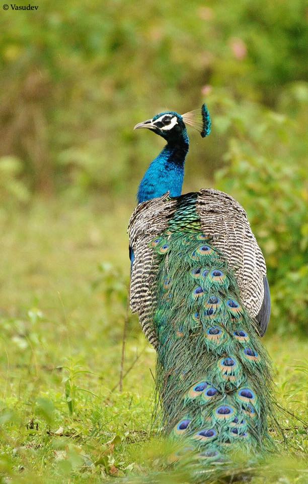 Peacock Bandipur National Park Peacock at Bandipur National Park