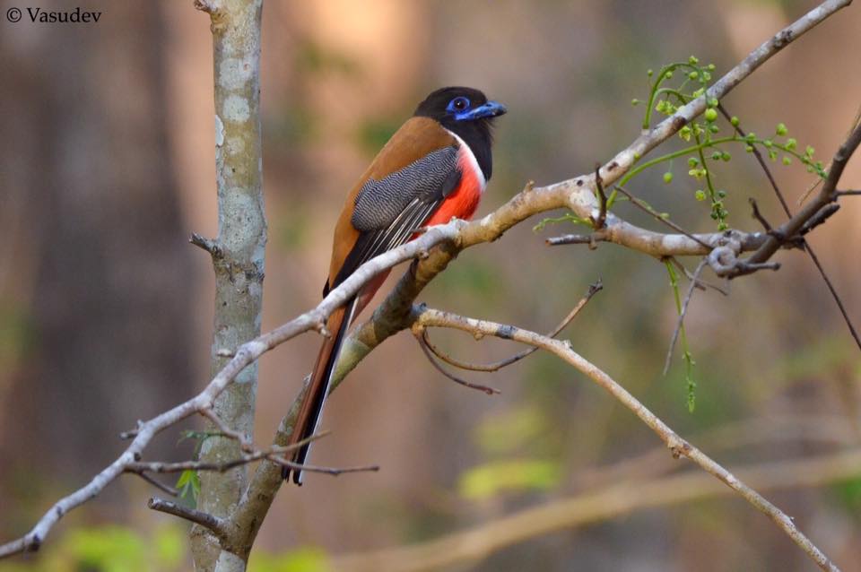 Nagarhole - Malabar Trogon Malabar Trogon, Nagarhole National Park
