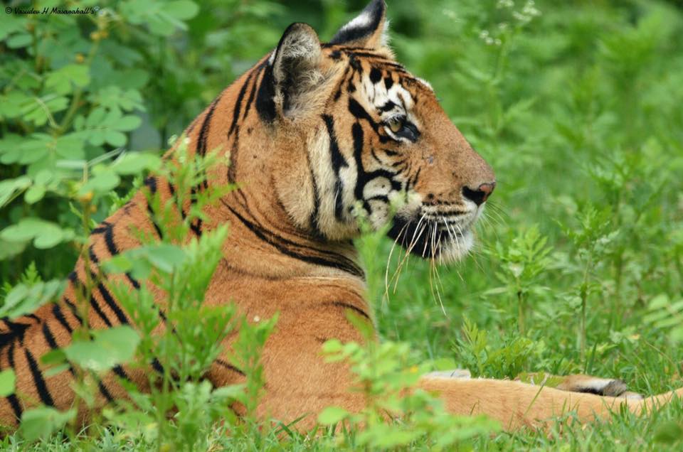 Kabini Backwater - Nagarhole National Park Nagarhole National Park