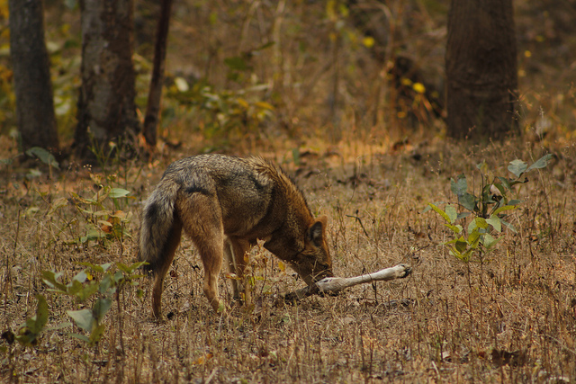 Jackal's lunch Wildlife at Pench Tiger Reserve