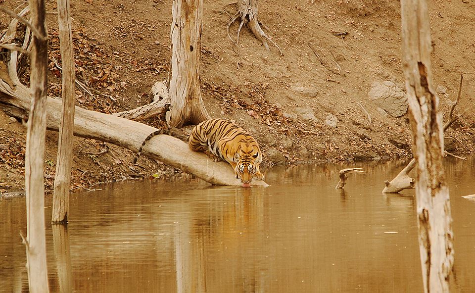 Tigress drinking water Tiger Reserve - Pench