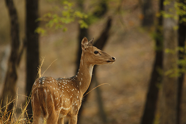 Spotted Deer at Pench National Park Spotted Deer, Pench