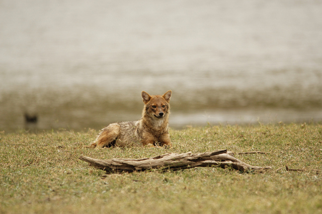 Jackal @Pench National Park Pench National Park and Tiger Reserve