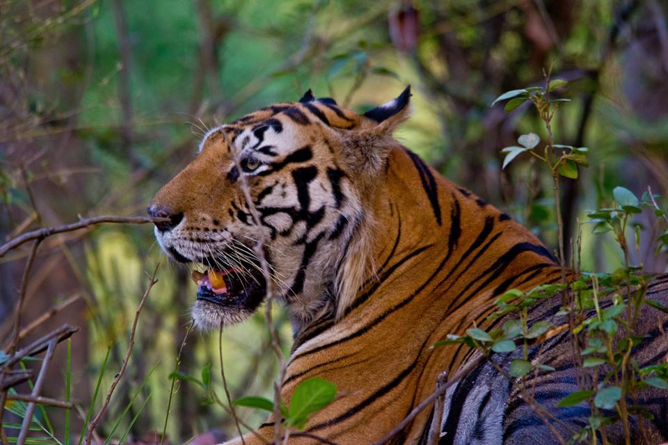 Munna_Kanha Kanha Tiger Reserve Madhya Pradesh