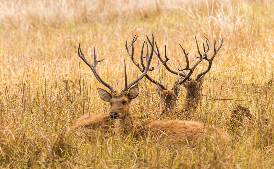 Kanha Barasingha Kanha National Park