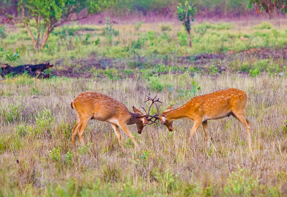 Kanha deer fight Fighting Deer at Kanha National Park