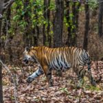 The Royal Bengal Tiger - India