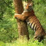 Kanha Tiger Reserve and National Park
