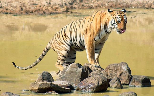 Panna Tiger Reserve - Madhya Pradesh Panna Tiger Reserve - Madhya Pradesh