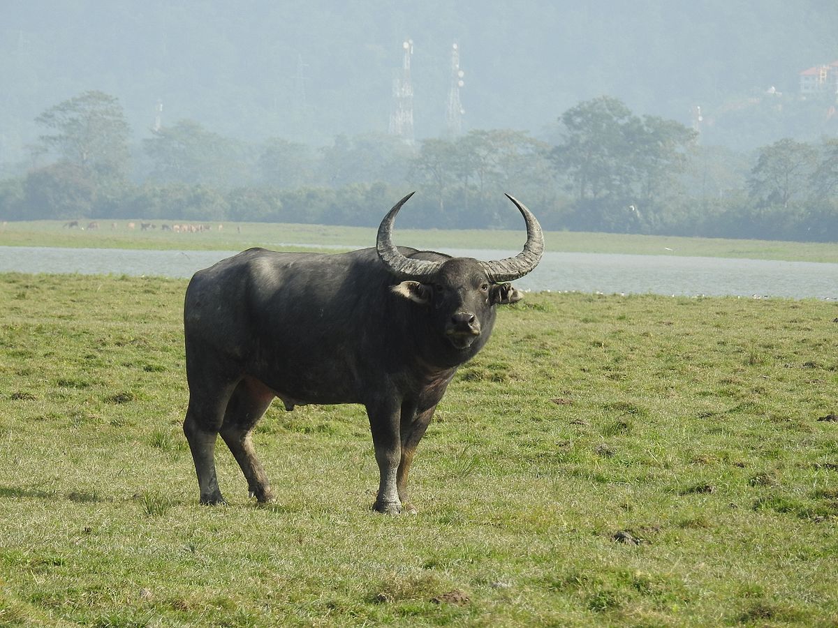 Kaziranga National Park Buffalo at Kaziranga National Park