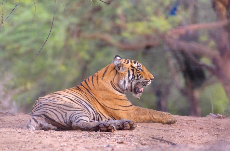 Ranthambore National Park Royal Bengal Tiger at Ranthambore National Park