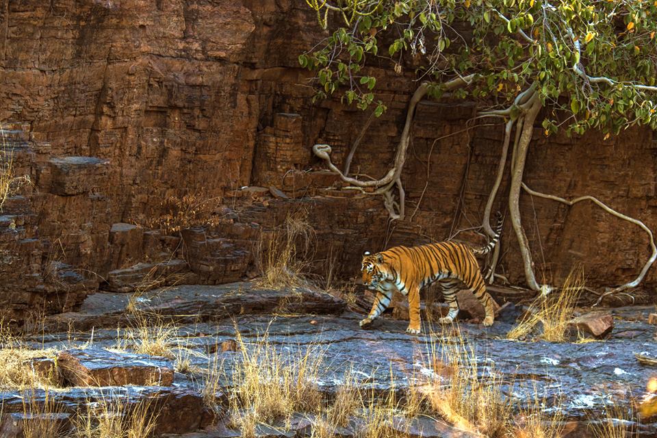 Ranthambore Tiger Reserve Ranthambore Tiger Reserve