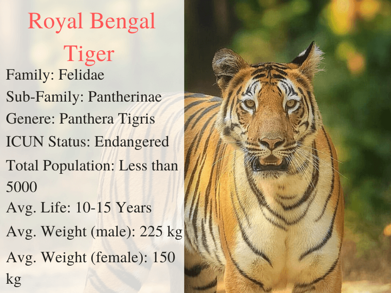 Bengal Tiger Facts Bengal Tiger Facts
