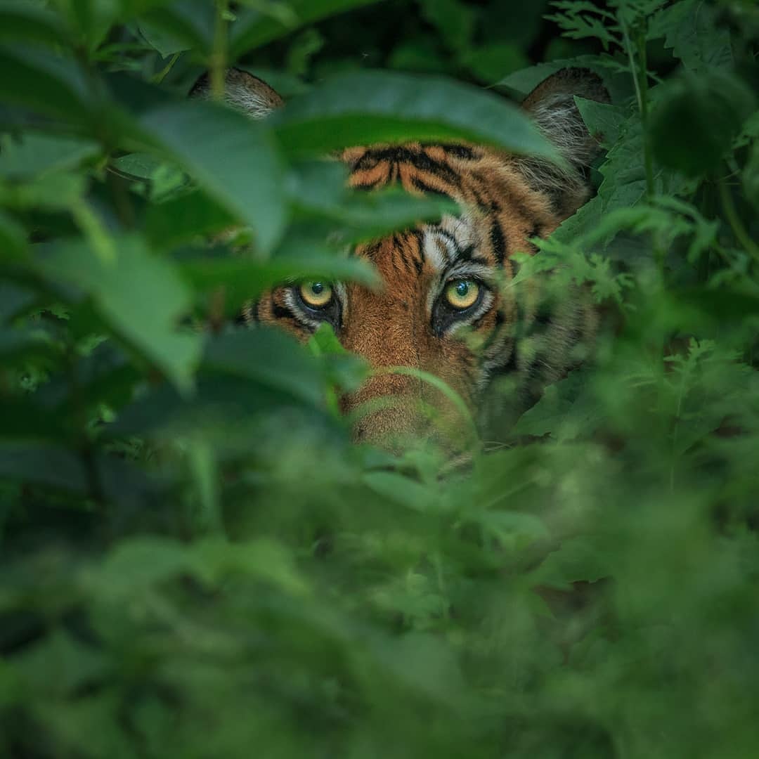 ambush-hunter Tiger Ambush