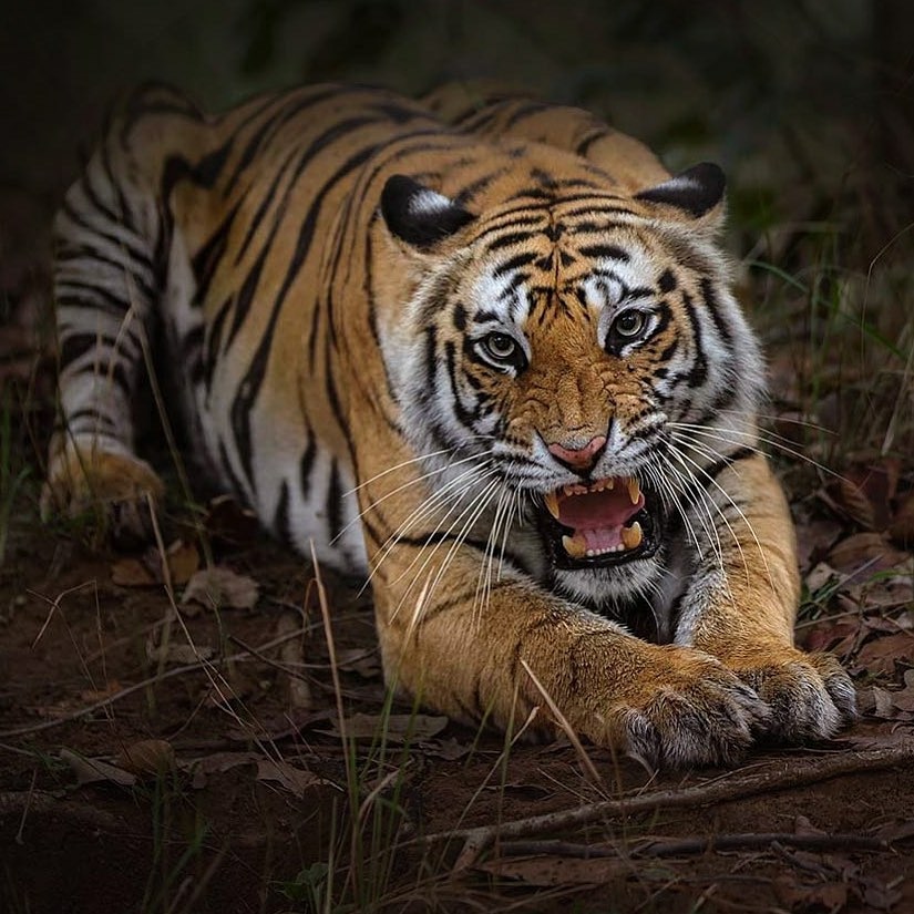 bengal-tiger-behaviour Bengal Tiger Behavior