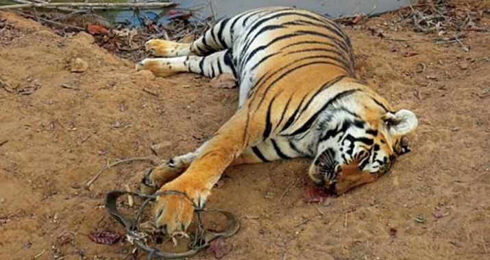 tier-poaching Tiger Poaching in India