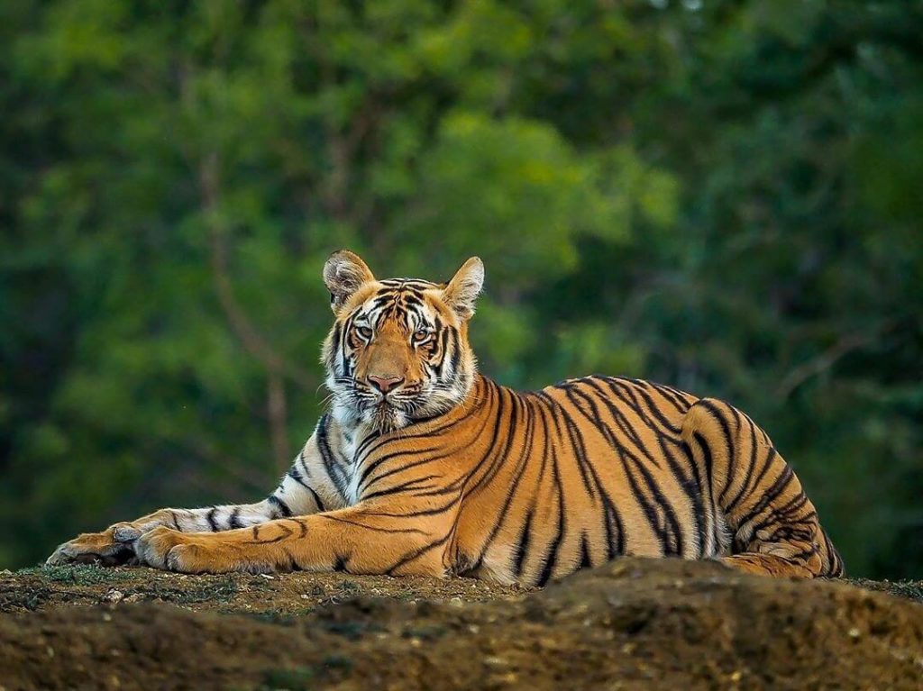 Royal Bengal Tiger Royal Bengal Tiger