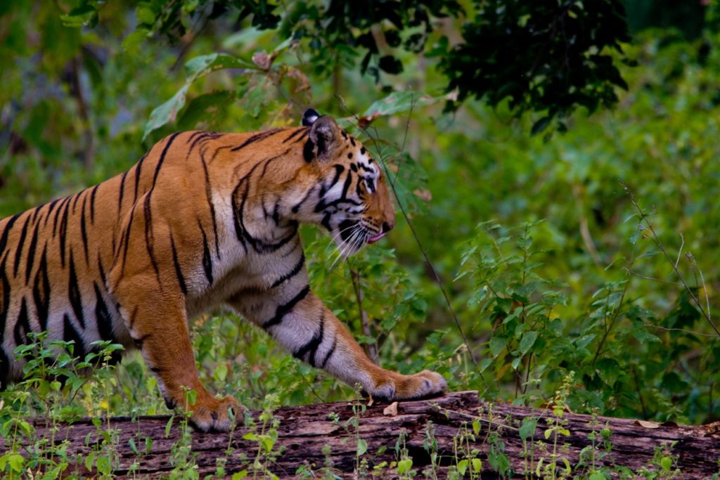 Bengal Tiger - Maya-Tadoba Royal Bengal Tiger