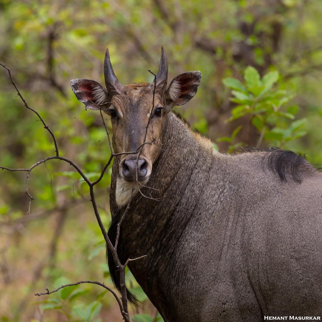 UMRED Karhandla Wildlife Sanctuary UMRED Karhandla Wildlife Sanctuary