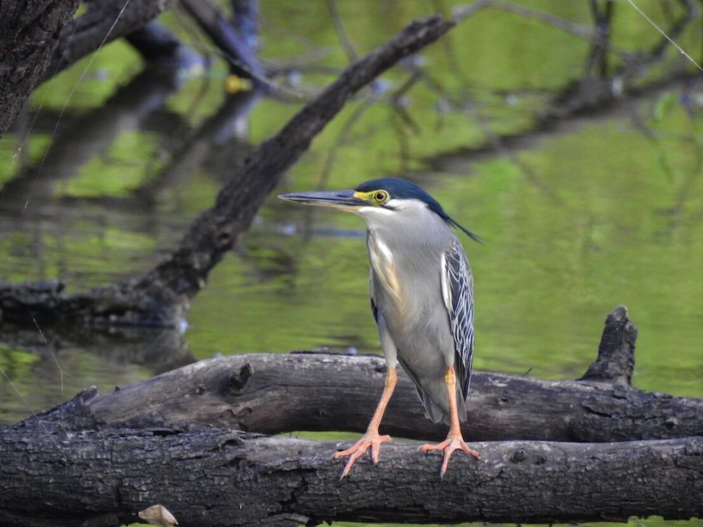 KEOLADEO NATIONAL PARK