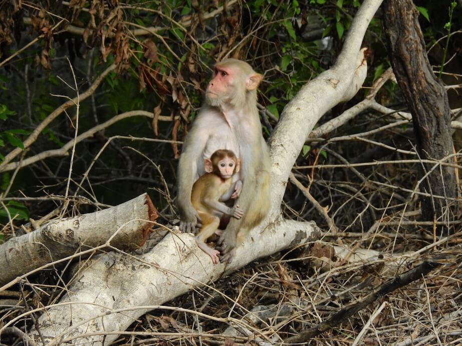 Bharatpur Wildlife Sanctuary