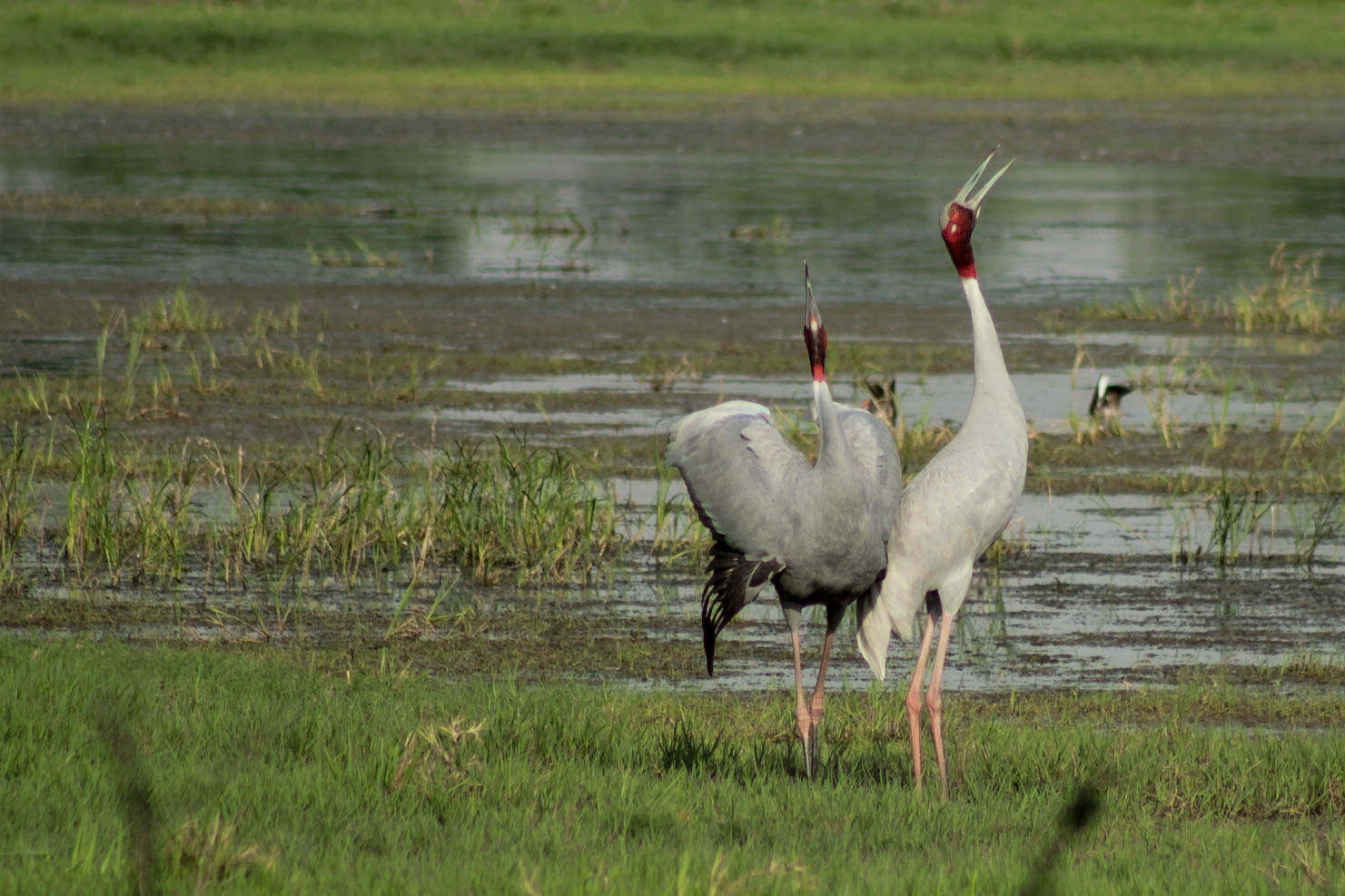 Bharatpur Bird Sanctuary