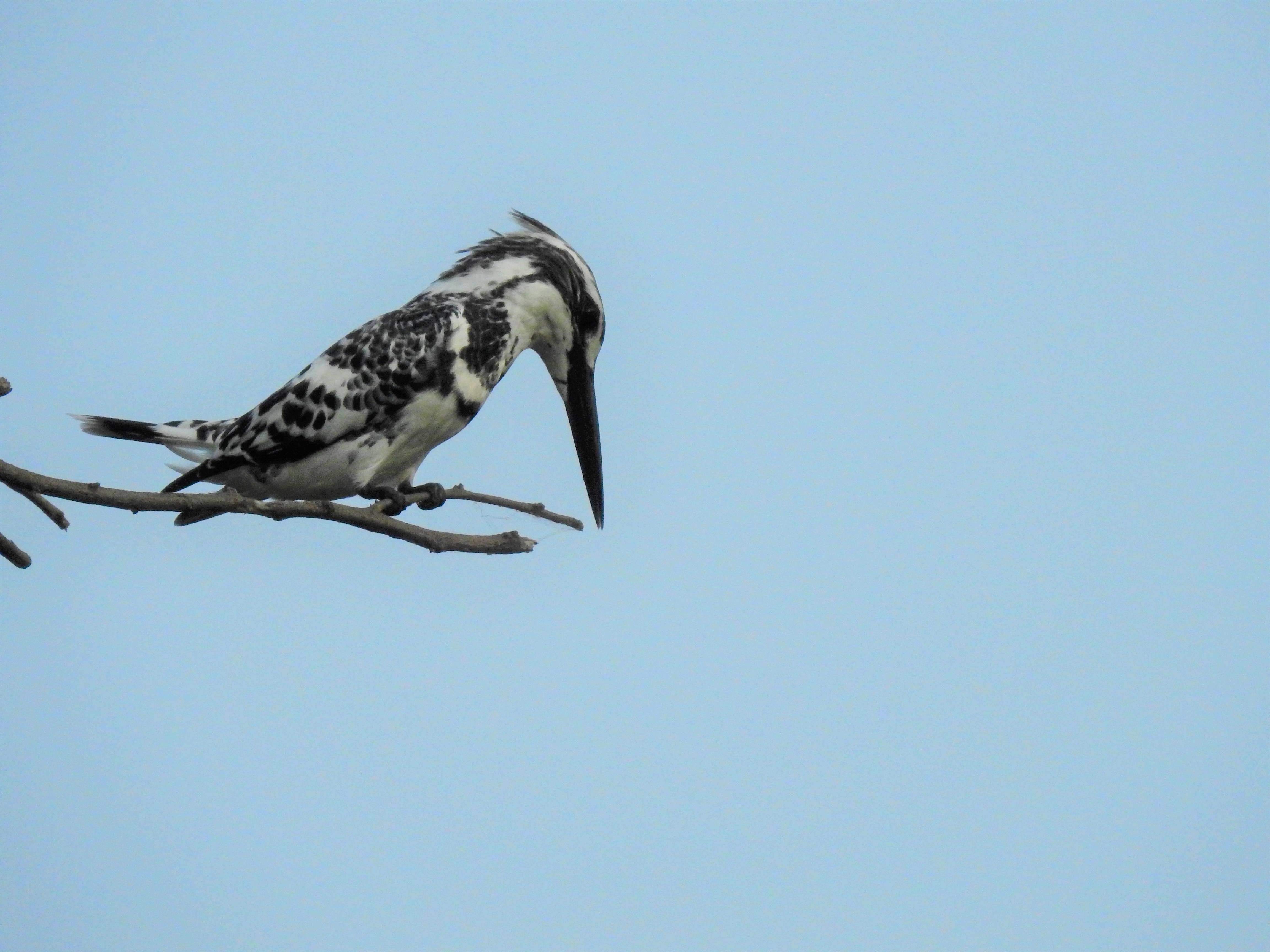 Bharatpur Bird Sanctuary