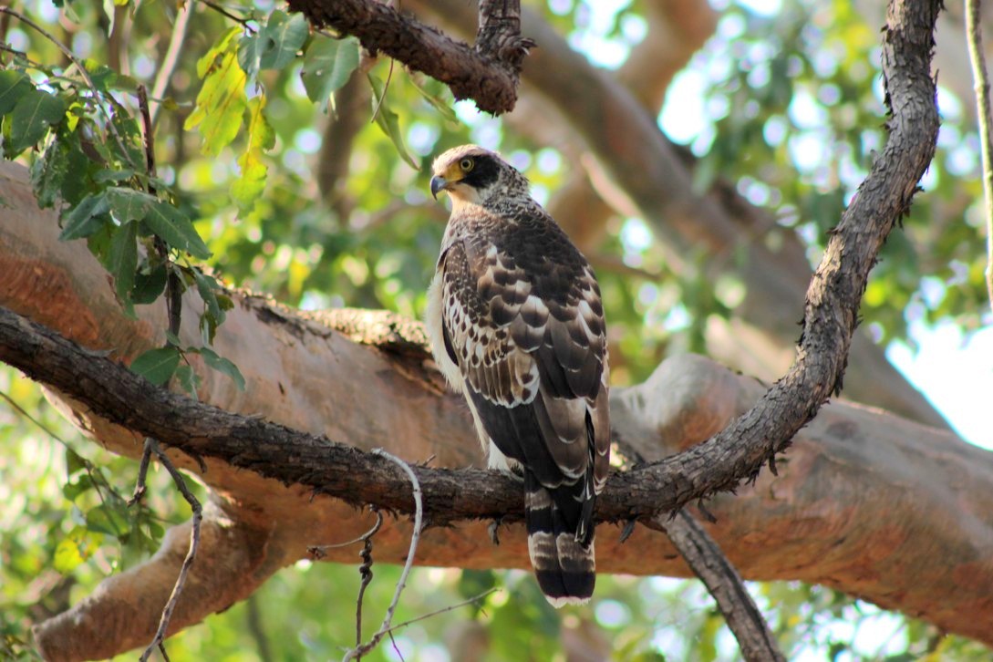 Crested Serpent Eagle Bor Wildlife Sanctuary Bor Wildlife Sanctuary