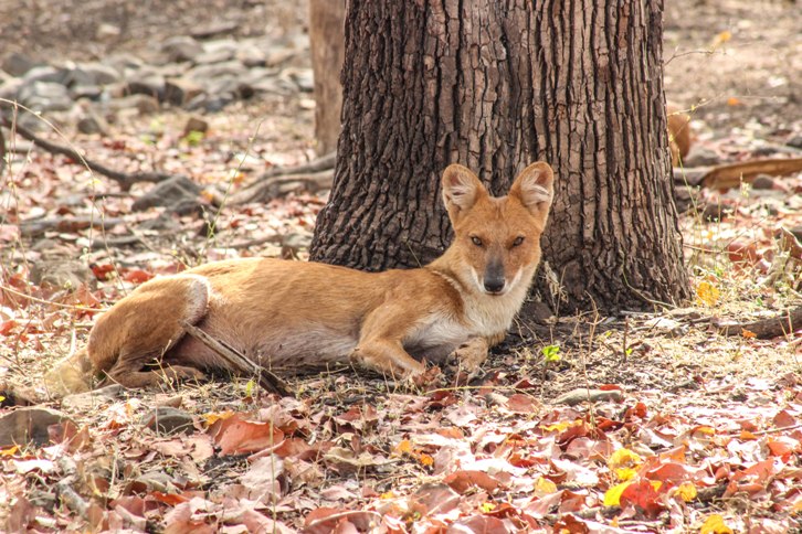 Wild Dog Bor Tiger Reserve Bor Tiger Reserve Smallest Reserve