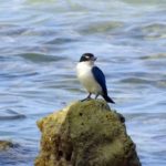 birds of andaman island