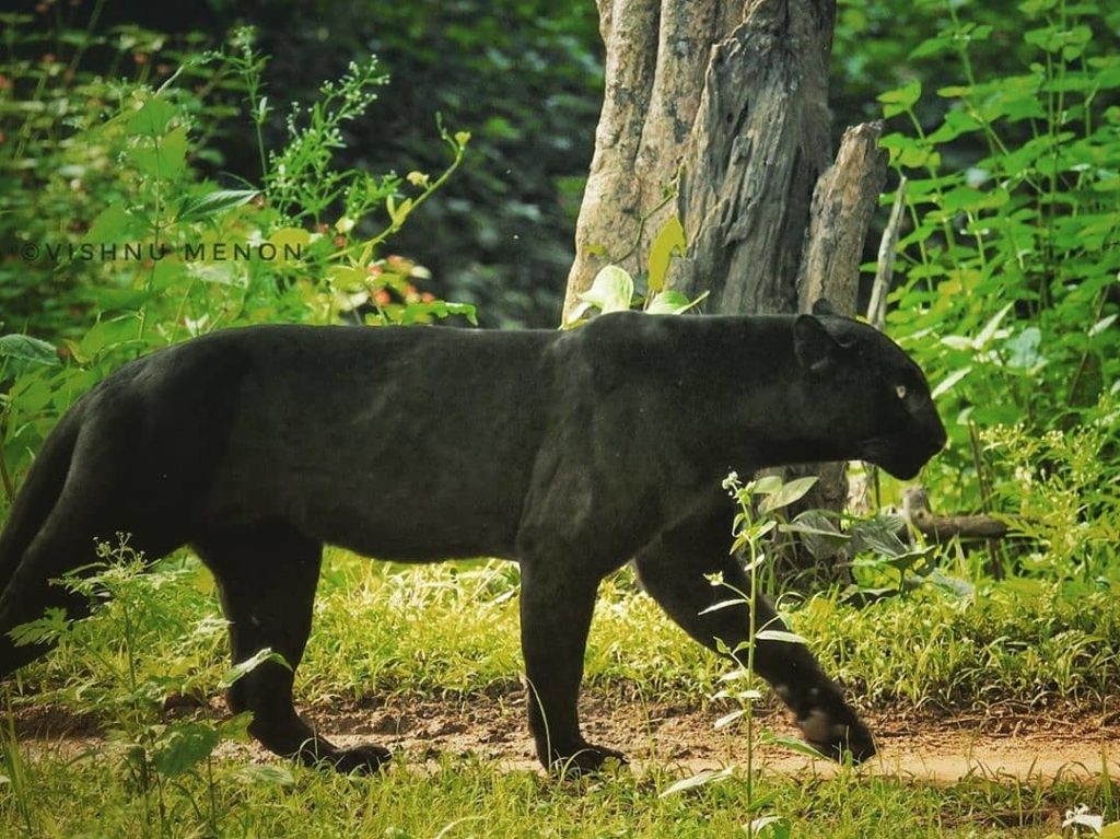 National Parks of India National Parks of India