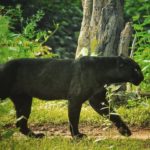 National Parks of India