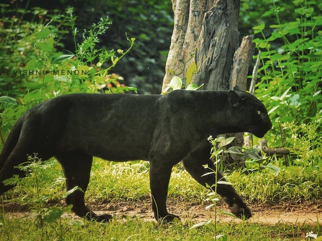 National Parks of India National Parks of India