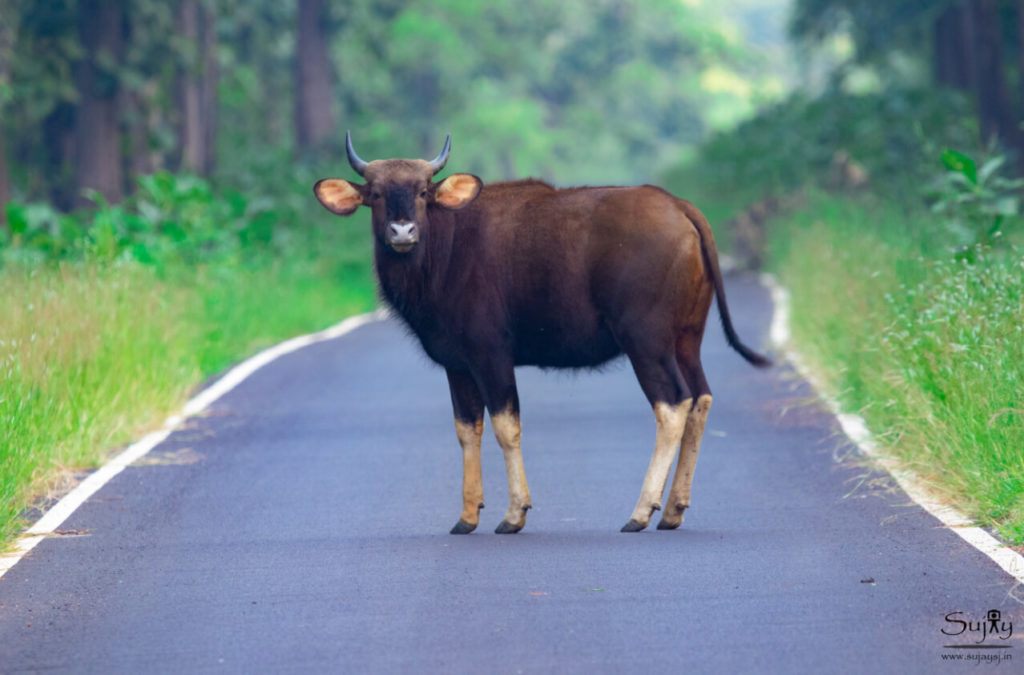 Tadoba National Park List of National Parks in India