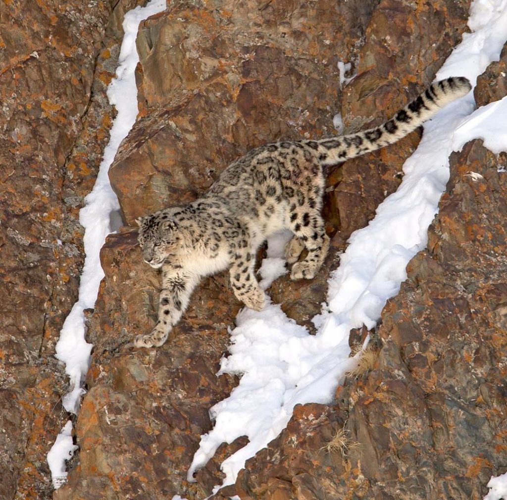Snow Leopard Hemis National Park Hemis National Park Snow Leopard