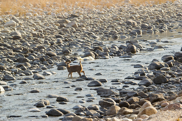 jim corbett national park Jim-corbett-national-park