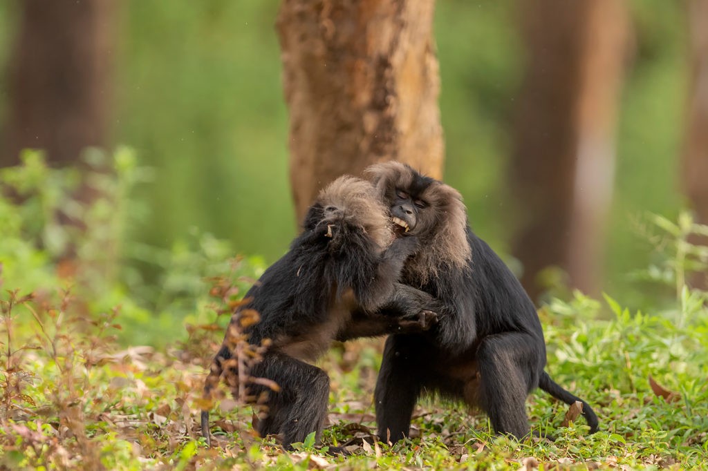 Anamalai Tiger Reserve Lion Tailed Macaque Anamalai Tiger Reserve
