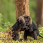 Lion Tailed Macaque Anamalai Tiger Reserve