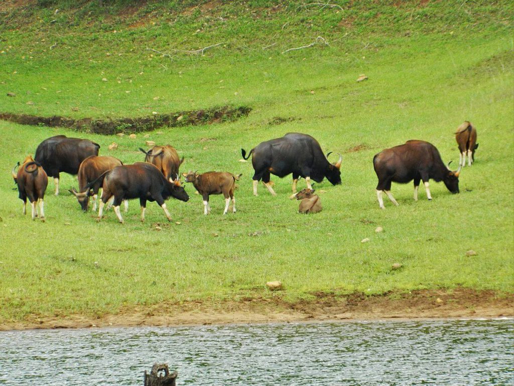 Periyar-National-Park Periyar National Park Travel Guide