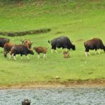 Periyar National Park Travel Guide