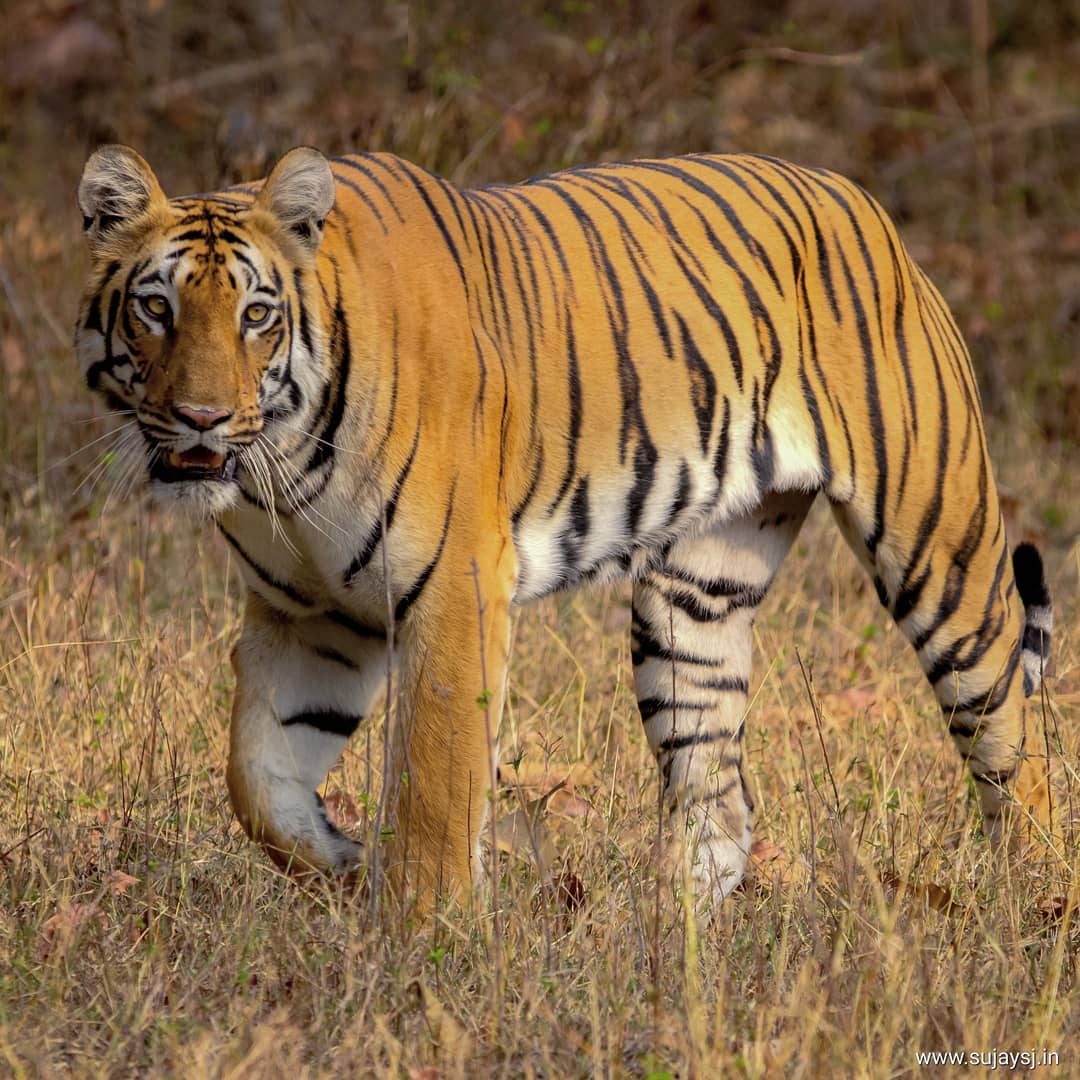 Project Tiger India Project Tiger India
