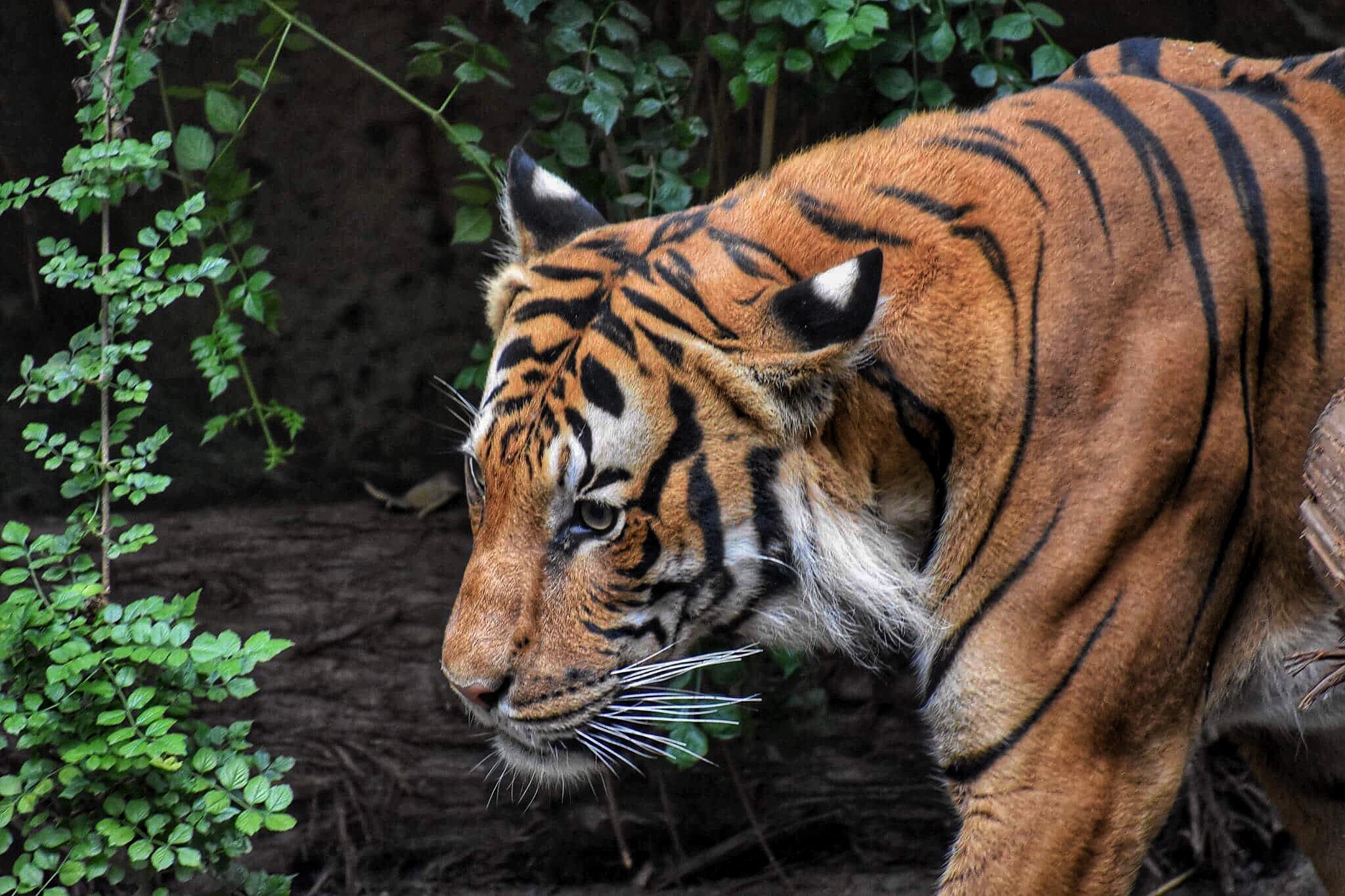 Royal-Bengal-Tiger-Closeup-Photo Royal Bengal Tiger in India